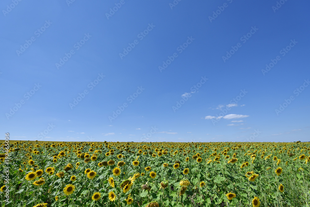Beautiful sunflower field, with a blue sky and a bright sun Beautiful sunflower field, with a blue sky and a bright sun