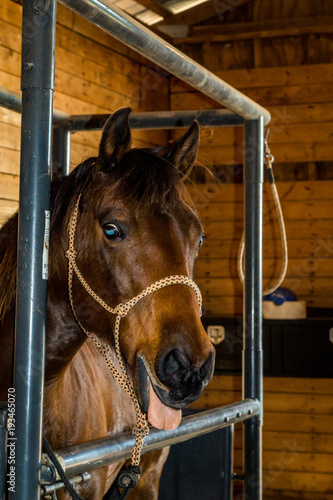 Horse sticking out tongue horse faces © Susan Hutton