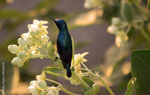 Wallpaper Mural Purple Sunbird Male Torontodigital.ca