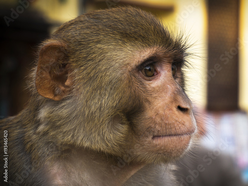 Le portrait d un macaque    Katmandou
