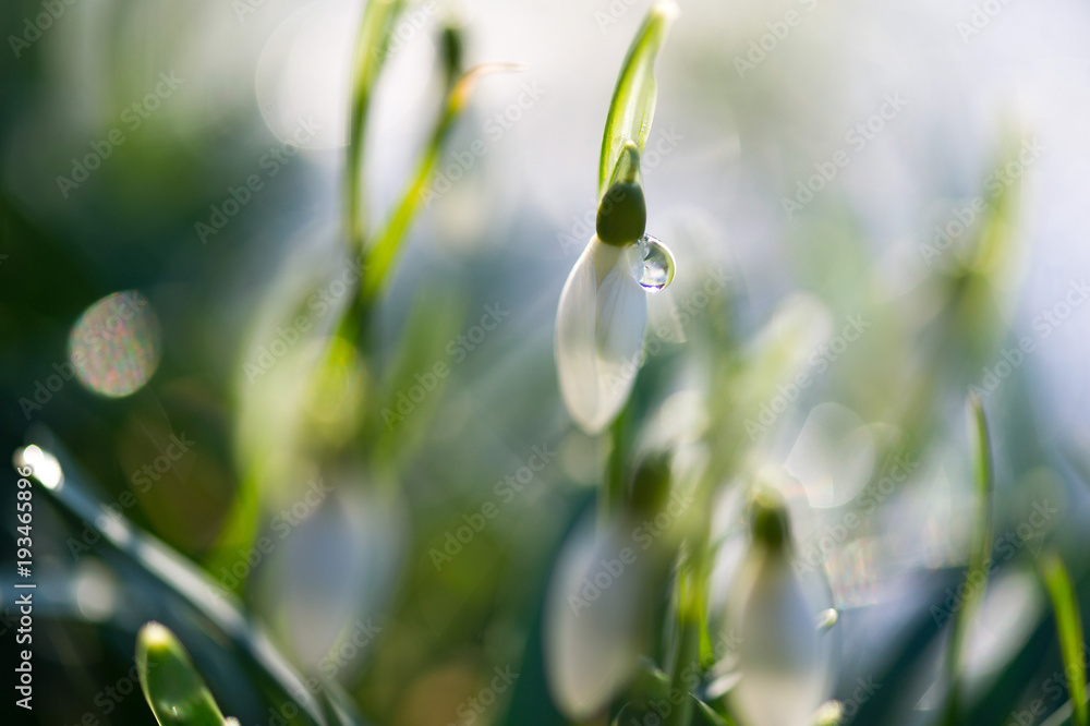 First snowdrop buds with water drops in back lighting. Close up. First snowdrop buds with water drops in back lighting. Close up.