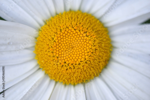 Beautiful daisy flower in a home garden closeup