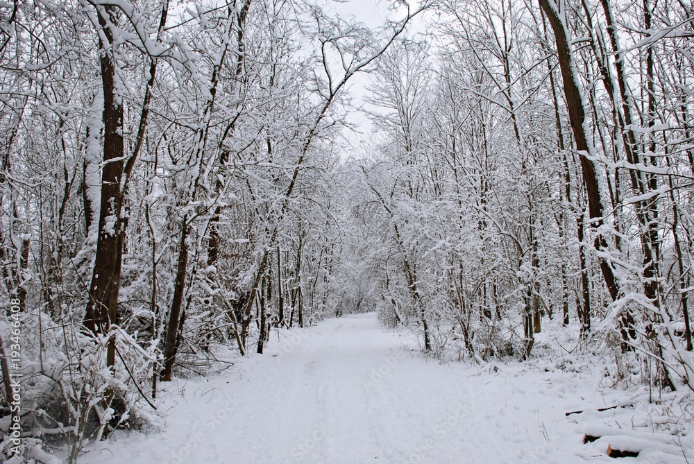 Obraz premium winterwonderland