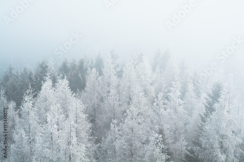Winter trees © Luca Pozzoni