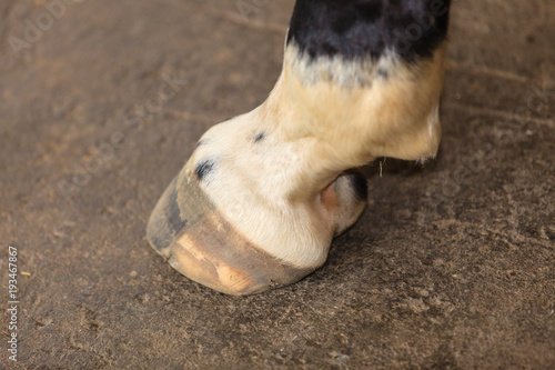 Fototapeta Naklejka Na Ścianę i Meble -  Detailed close up of horse hoof