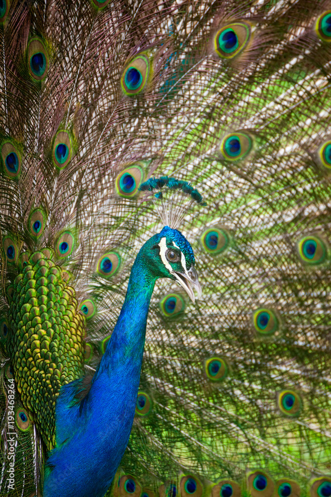 Fototapeta premium Peacock Feathers Spread Out