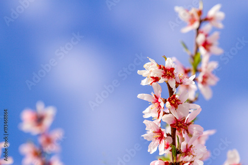 Beautiful almond blossoms on the almont tree branch with blue sky background