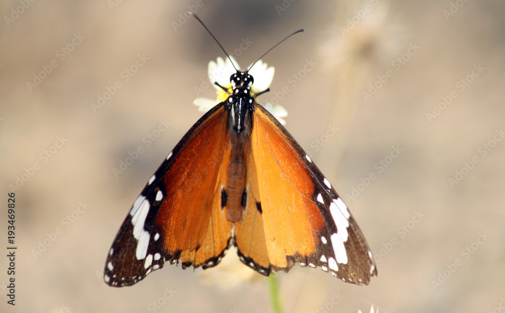 Obraz premium Dragonfly