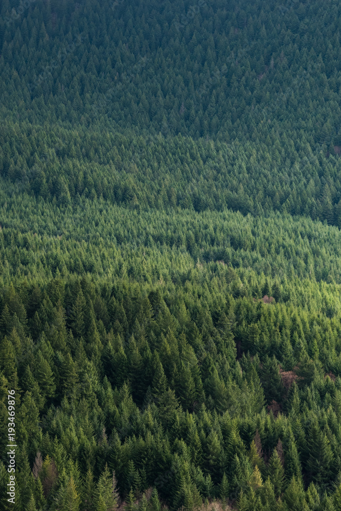 layers of trees in the Pacific Northwest layers of trees in the Pacific Northwest