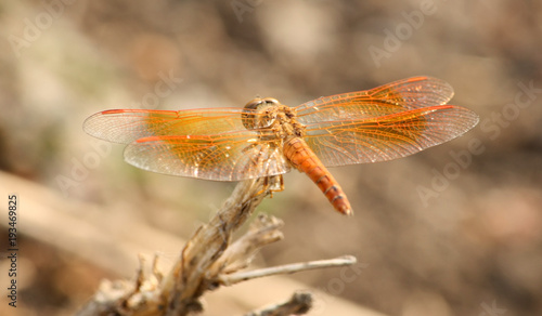 Wallpaper Mural Dragonfly Torontodigital.ca