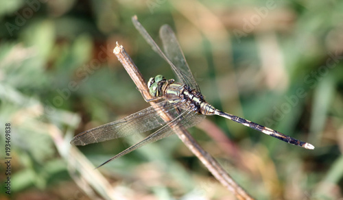 Wallpaper Mural Dragonfly Torontodigital.ca