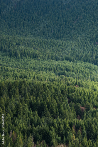 layers of trees in the Pacific Northwest