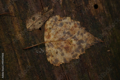 Blatt Herbst Wald vergilbt photo