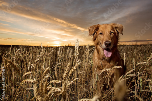 Golden Retriever in a wheat field