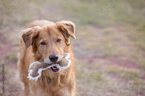 Golden Retriever holding a stuffed bone