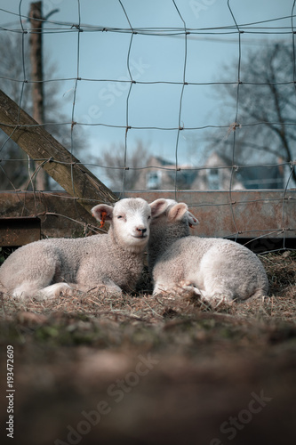 Very Cute Lambs Sleeping