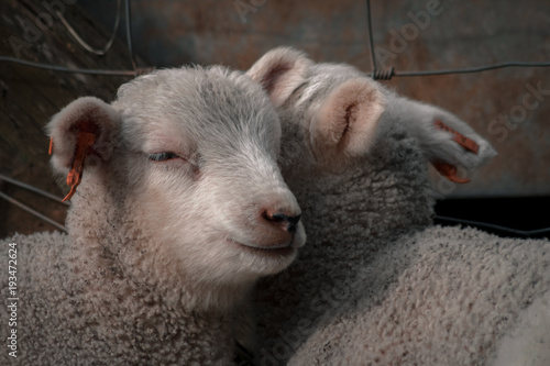 Very Cute Lambs Sleeping