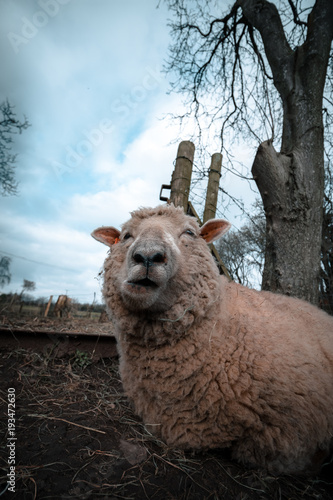 Extreme Close up Of Sheeps Face
