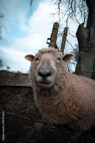 Extreme Close up Of Sheeps Face