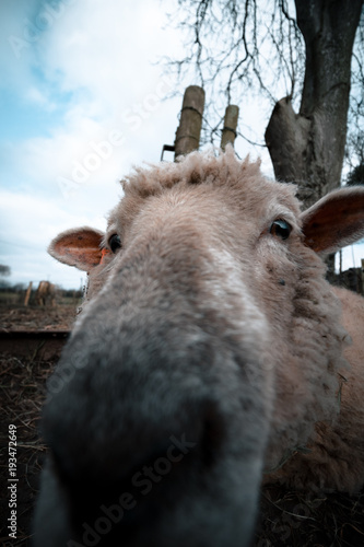 Extreme Close up Of Sheeps Face
