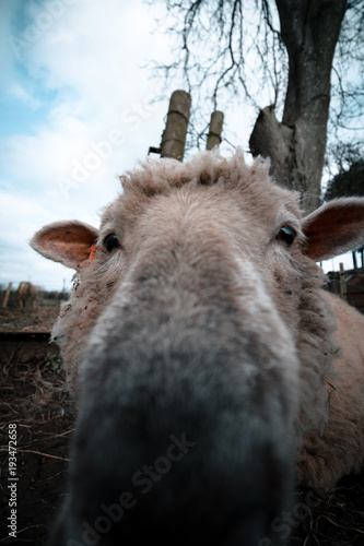 Extreme Close up Of Sheeps Face