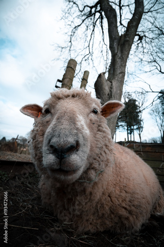 Close up of Sheep