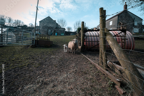 Sheep Farm