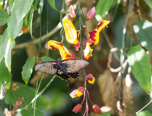 Beautiful Swallow Tailed Butterfly resting on a bright yellow and red fower with wings fuly extended photo