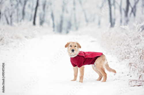 Young dog in a red sweater on a snowy trail