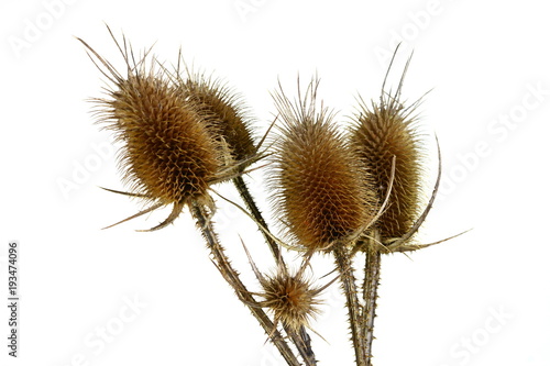 Dry thistle isolated on white photo