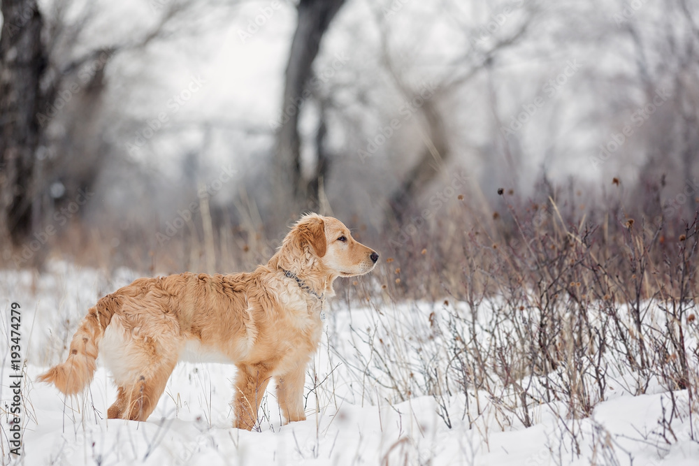 Dog standing in open forest in winter