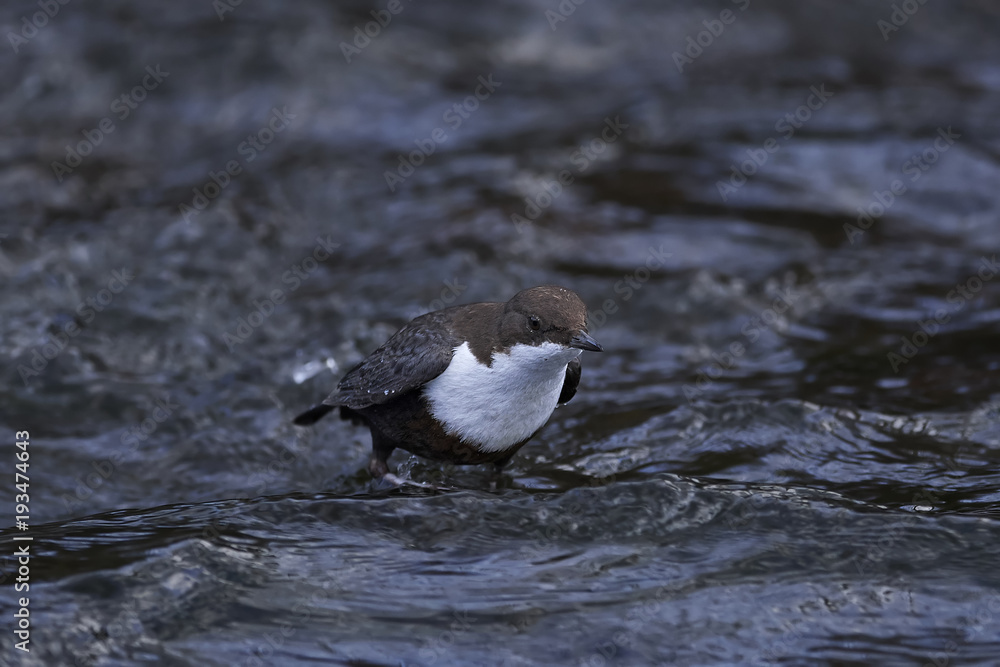 White-throated dipper (Cinclus cinclus) White-throated dipper (Cinclus cinclus)