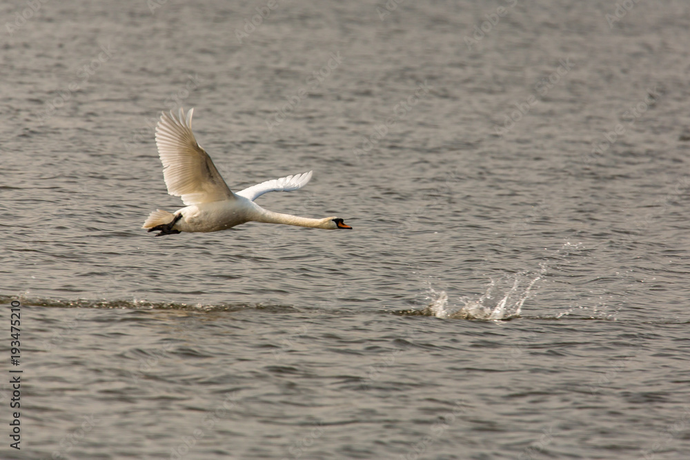 Fototapeta premium Fliegender Schwan
