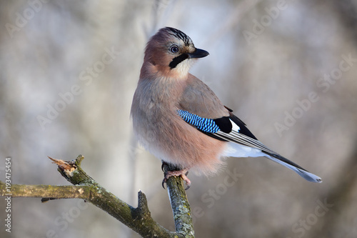 Photo Eurasian jay sitting on a branch in a forest (the sun is reflected in the eyes)