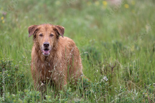 Wet dog standing in grass