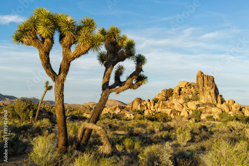 Joshua Tree National Park