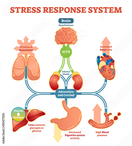 Stress response system vector illustration diagram, nerve impulses scheme. 
