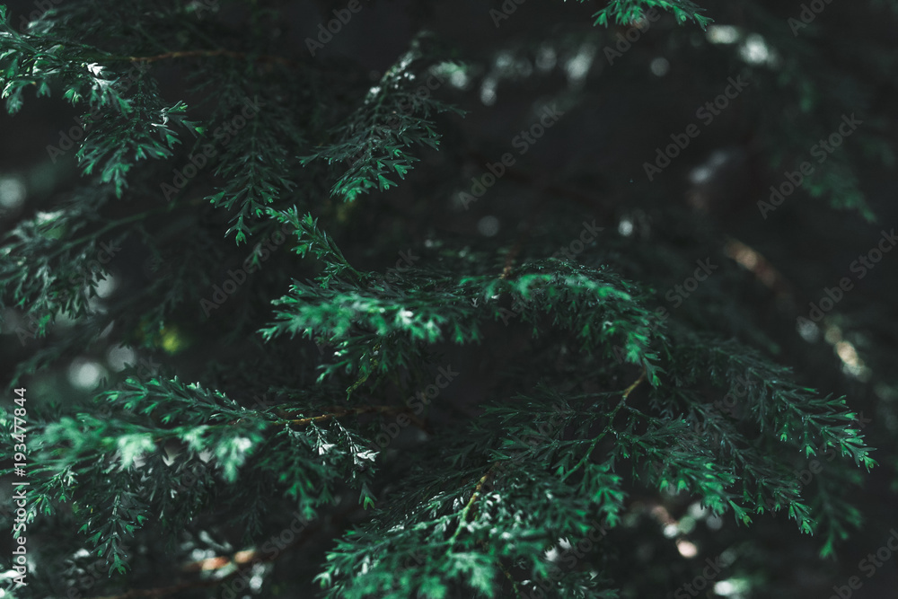 forest 3