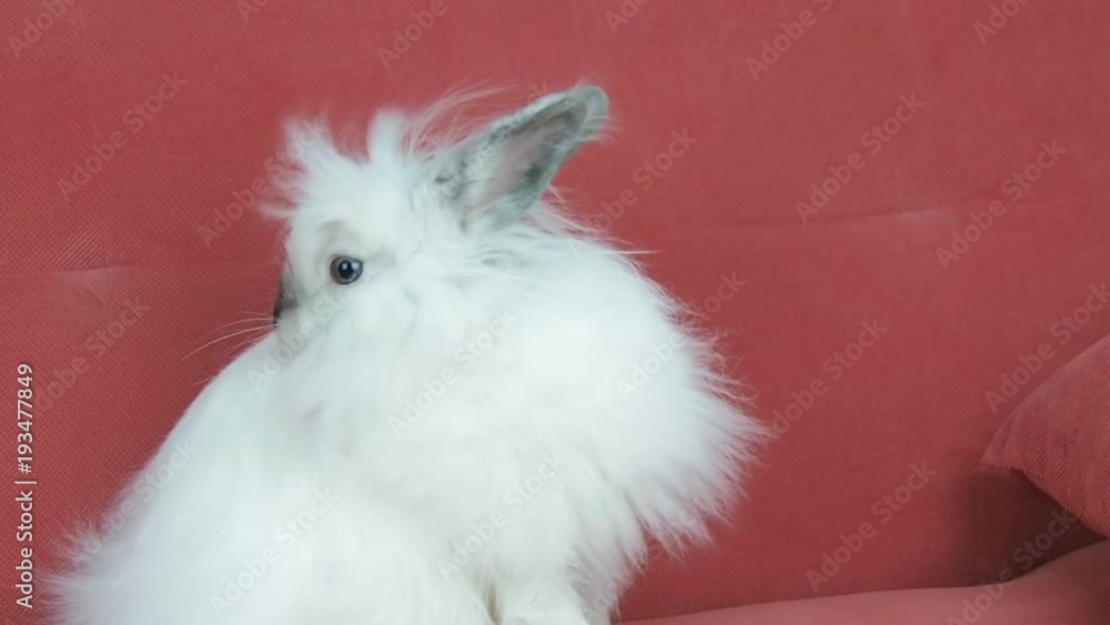 A beautiful white rabbit. Easter bunny. A beautiful white rabbit. Easter bunny.