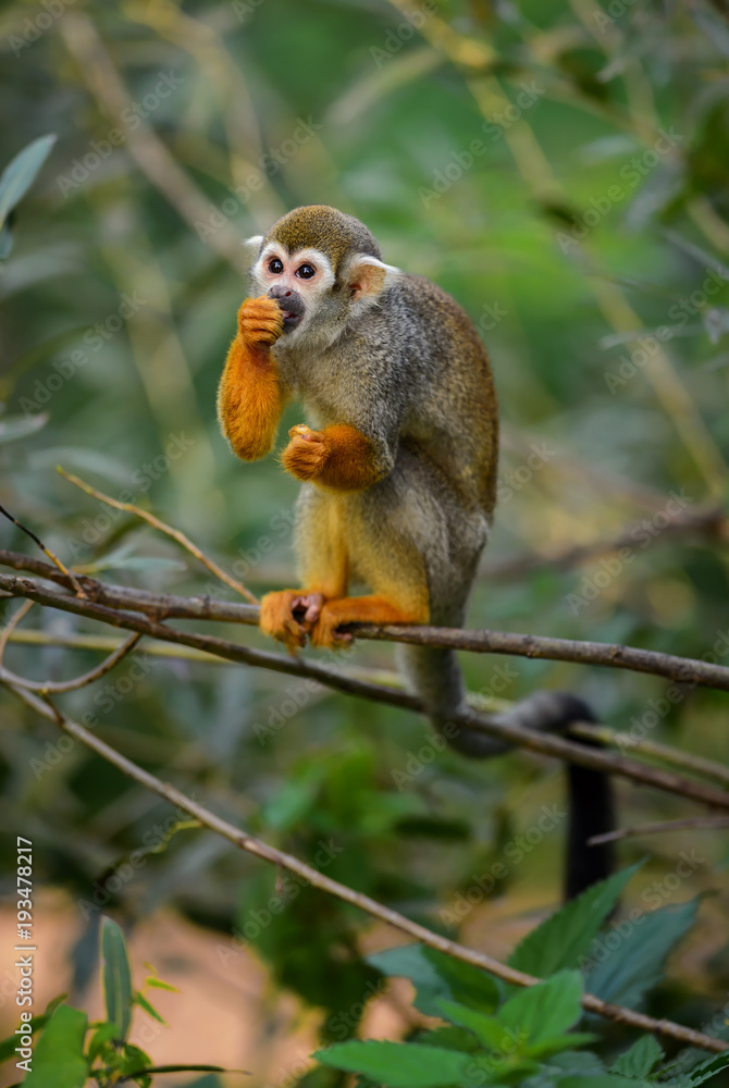 Fototapeta premium Common Squirrel Monkey - Saimiri sciureus, beautiful primate from South American forest.