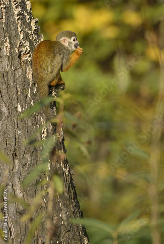Common Squirrel Monkey - Saimiri sciureus, beautiful primate from South American forest.