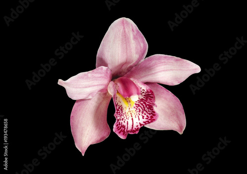 pink orchid photo