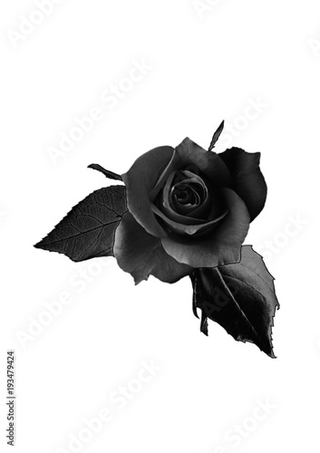 black Rose