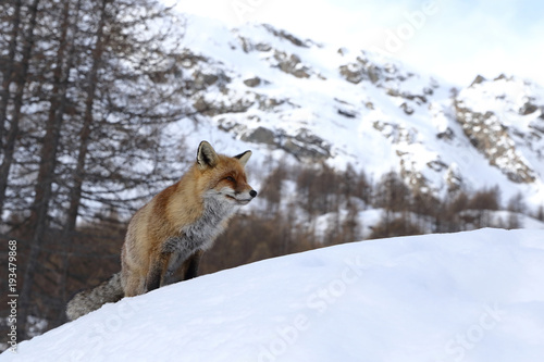 Red fox into the snow