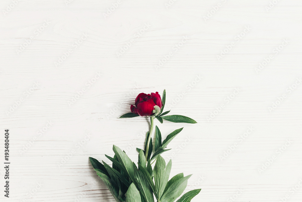 beautiful red peony on white wooden rustic background, flat lay. greeting card with space for text. hello spring. happy womens day. blooming flower top view