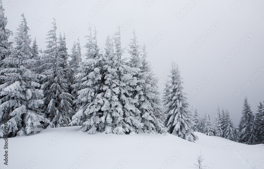 Spruce trees covered with snow and frost.