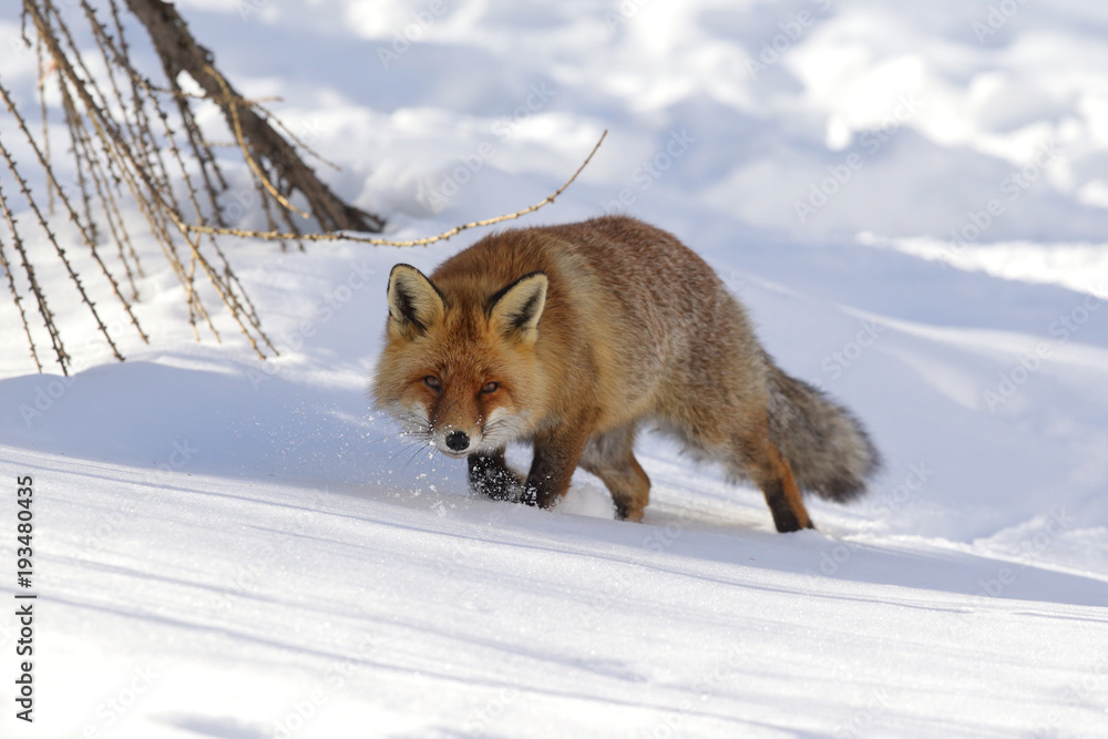 Fototapeta premium Red fox into the snow