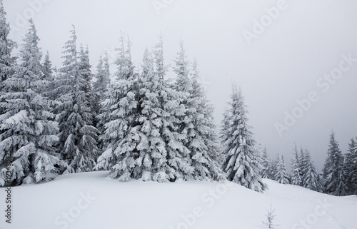 Spruce trees covered with snow and frost.