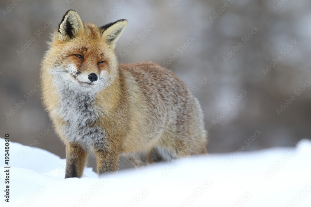 Red fox into the snow