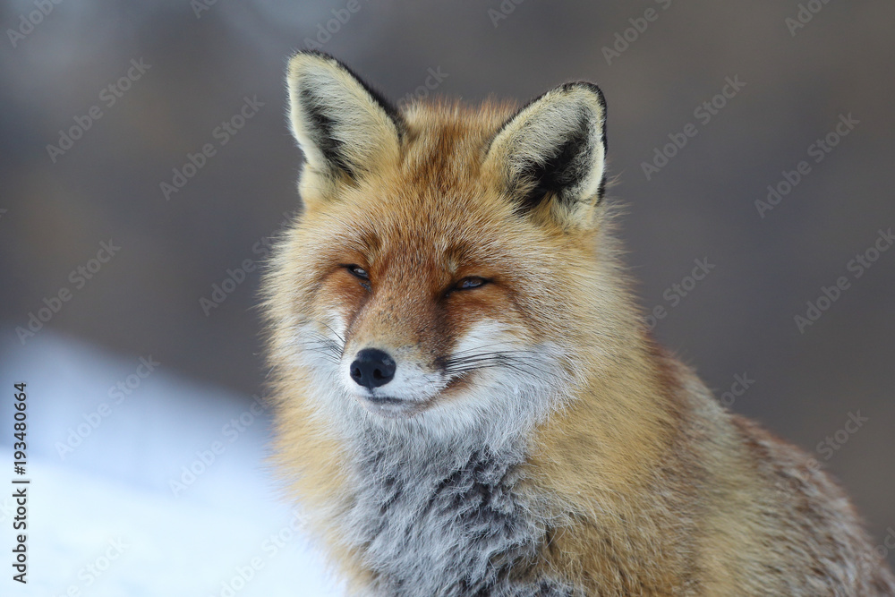 Fototapeta premium Red fox into the snow